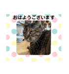 ととまるとの生活 1（個別スタンプ：2）