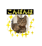 ととまるとの生活 1（個別スタンプ：4）