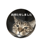 ととまるとの生活 1（個別スタンプ：21）