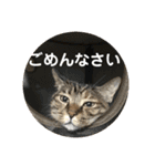 ととまるとの生活 1（個別スタンプ：25）