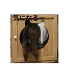 ととまるとの生活 1（個別スタンプ：31）
