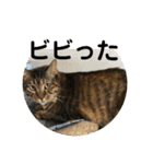 ととまるとの生活 1（個別スタンプ：32）