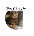 ととまるとの生活 1（個別スタンプ：33）