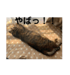ととまるとの生活 1（個別スタンプ：34）