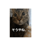 ととまるとの生活 1（個別スタンプ：38）