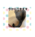 ととまるとの生活 1（個別スタンプ：39）
