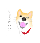 コロンのいる生活（個別スタンプ：1）