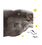 シャルのスタンプ（個別スタンプ：8）