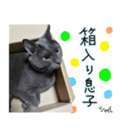 シャルのスタンプ（個別スタンプ：16）