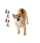 柴犬だいすき（個別スタンプ：1）