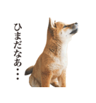 柴犬だいすき（個別スタンプ：3）