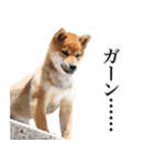 柴犬だいすき（個別スタンプ：4）