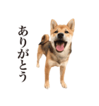 柴犬だいすき（個別スタンプ：5）