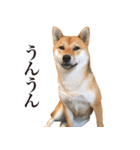 柴犬だいすき（個別スタンプ：6）