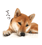 柴犬だいすき（個別スタンプ：7）