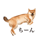 柴犬だいすき（個別スタンプ：8）
