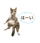 縞三毛猫のどてちゃん（個別スタンプ：13）