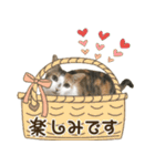 縞三毛猫のどてちゃん（個別スタンプ：14）