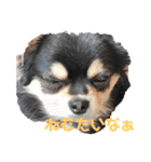 ももまろりくまろ（個別スタンプ：3）