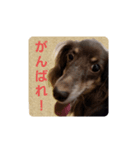 ばゆびんの周りの動物達（個別スタンプ：2）