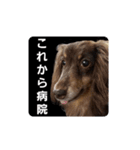 ばゆびんの周りの動物達（個別スタンプ：3）