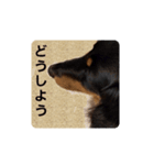 ばゆびんの周りの動物達（個別スタンプ：4）