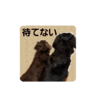 ばゆびんの周りの動物達（個別スタンプ：5）