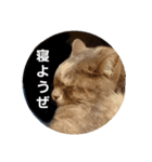 ばゆびんの周りの動物達（個別スタンプ：7）
