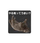 ばゆびんの周りの動物達（個別スタンプ：11）