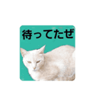 ばゆびんの周りの動物達（個別スタンプ：12）