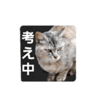 ばゆびんの周りの動物達（個別スタンプ：13）