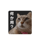 ばゆびんの周りの動物達（個別スタンプ：14）