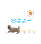 ペキまるめるちゃん1（個別スタンプ：1）