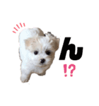 ペキまるめるちゃん1（個別スタンプ：3）