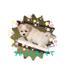 ペキまるめるちゃん1（個別スタンプ：11）