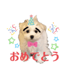 ペキまるめるちゃん1（個別スタンプ：13）
