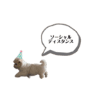 ペキまるめるちゃん1（個別スタンプ：15）