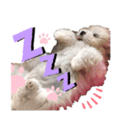 ペキまるめるちゃん1（個別スタンプ：16）