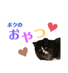 ぼくみかん（個別スタンプ：5）