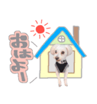 マルチーズ★茶々嵐【犬・実写】（個別スタンプ：1）