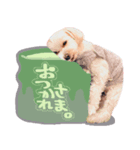 マルチーズ★茶々嵐【犬・実写】（個別スタンプ：3）