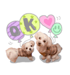 マルチーズ★茶々嵐【犬・実写】（個別スタンプ：4）