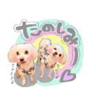マルチーズ★茶々嵐【犬・実写】（個別スタンプ：6）