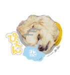 マルチーズ★茶々嵐【犬・実写】（個別スタンプ：7）