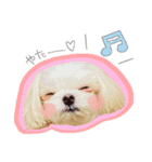 マルチーズ★茶々嵐【犬・実写】（個別スタンプ：8）