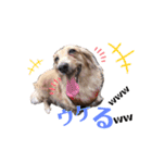 ダックスフント ミニチュア ペット 家族（個別スタンプ：2）