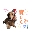 ダックスフント ミニチュア ペット 家族（個別スタンプ：4）