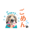 ダックスフント ミニチュア ペット 家族（個別スタンプ：5）
