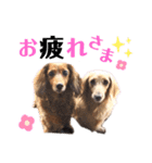ダックスフント ミニチュア ペット 家族（個別スタンプ：6）