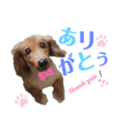 ダックスフント ミニチュア ペット 家族（個別スタンプ：7）